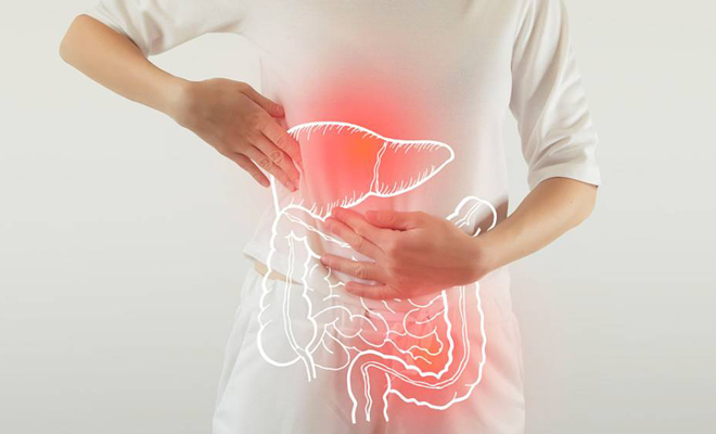 Comment la Zéolite peut-elle renforcer les intestins et le foie ?
